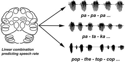 Stimulation of the Subthalamic Nucleus Changes Cortical-Subcortical Blood Flow Patterns During Speech: A Positron Emission Tomography Study